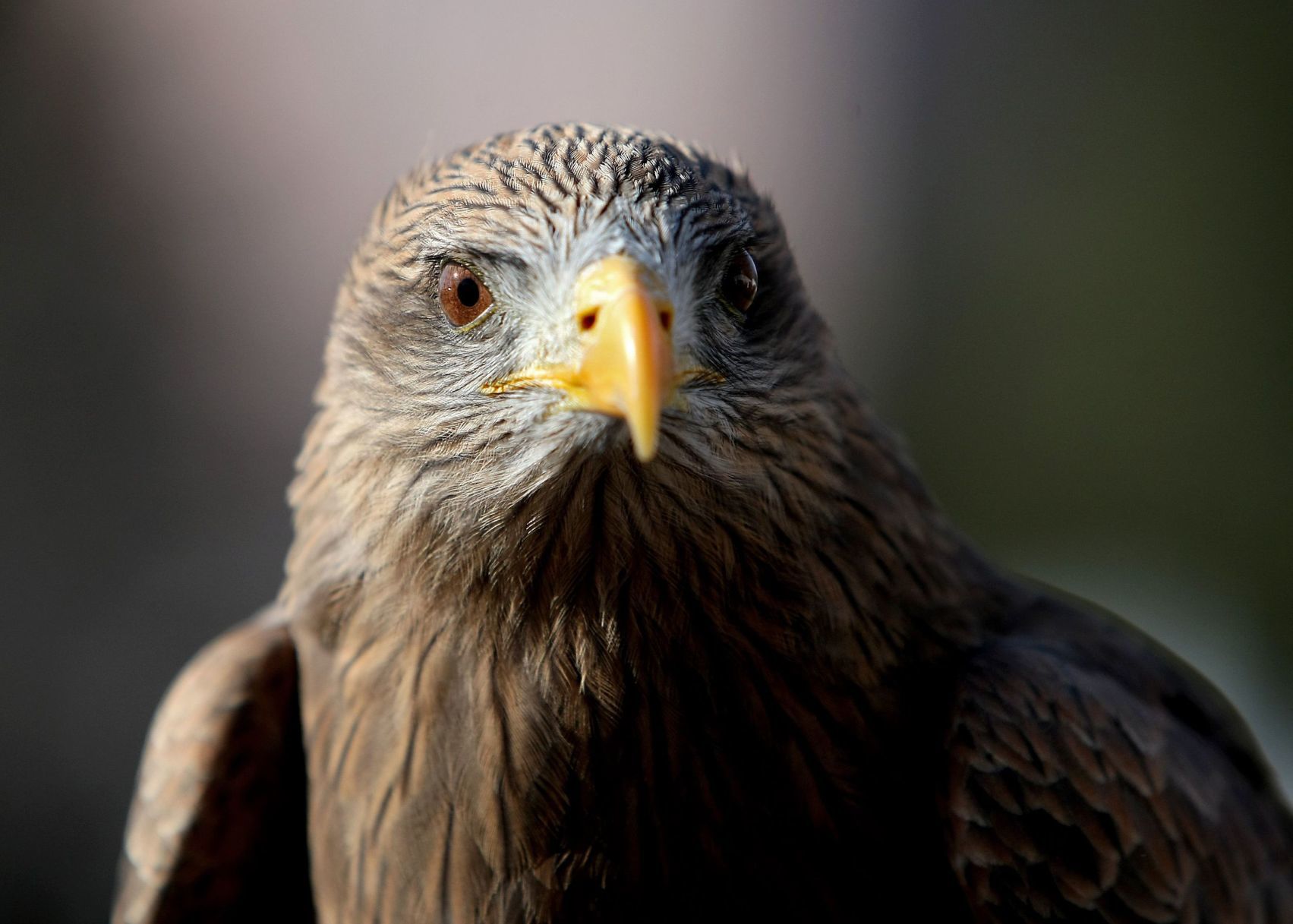 Birds of Prey (copy)